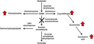 Corrigendum: 2-Pyrrolidinone and Succinimide as Clinical Screening Biomarkers for GABA-Transaminase Deficiency: Anti-seizure Medications Impact Accurate Diagnosis